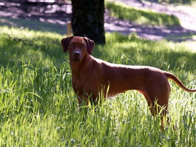 Meile in the grass