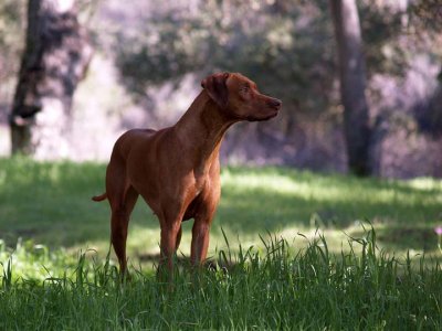 Meile on a hill