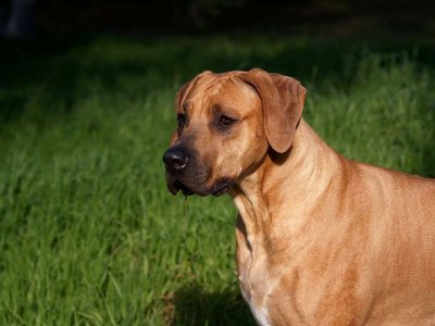 So Handsome...  even with drool...