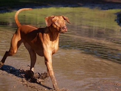 gaiting in the water....