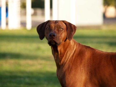 head shot