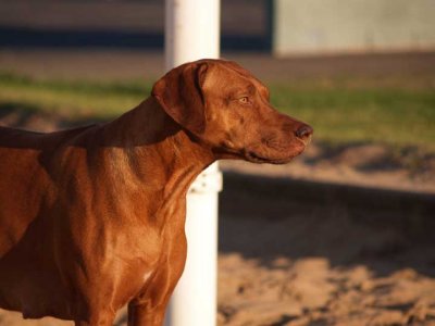 profile
