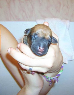 puppy 3 male black mask