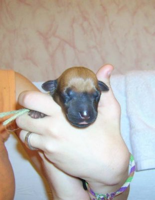 puppy 4 male black mask