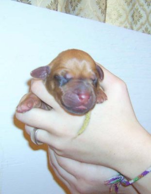 puppy 7 male livernose,