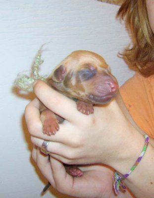 puppy 10 male livernose,