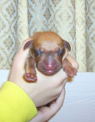 puppy 11 male livernose,