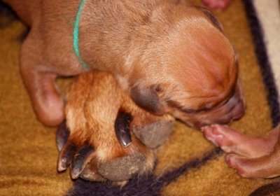 pup 1 green - liver male