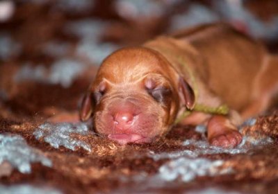 pup 10 olive - liver male