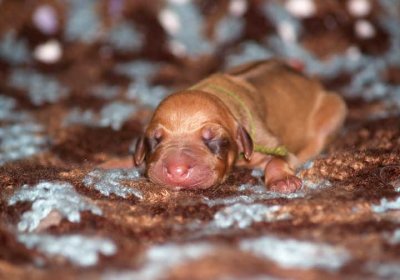 pup 10 olive - liver male