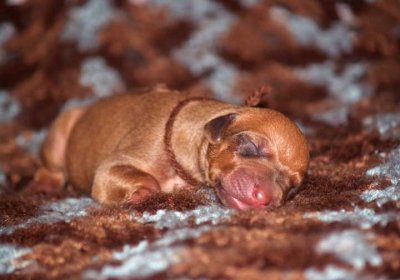 pup 11 brown - liver male