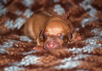 pup 11 brown - liver male