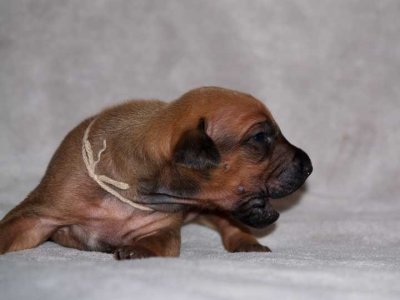 tan - black nose boy