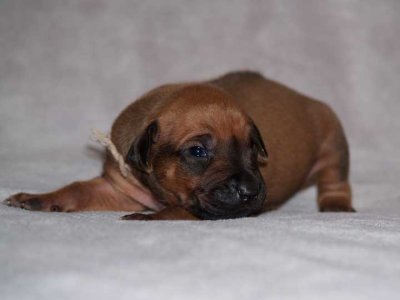 tan - black nose boy