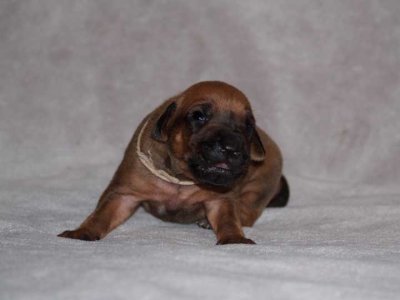tan - black nose boy