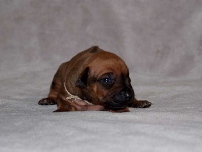 tan - black nose boy