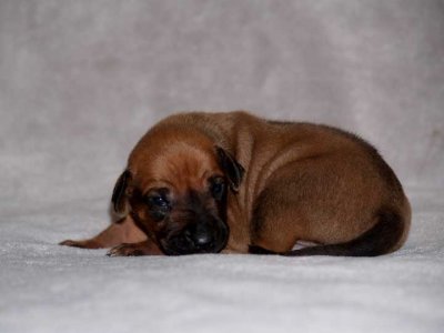 tan - black nose boy