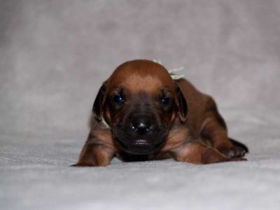 lt green  - black nose boy
