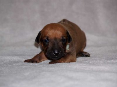 lt green  - black nose boy