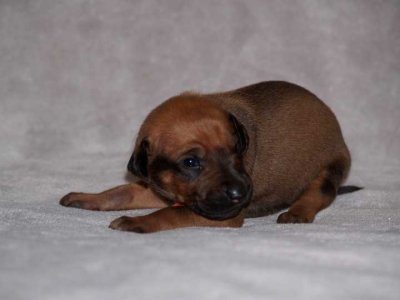 rust - black nose boy, ridgeless