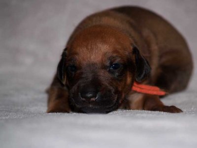 rust - black nose boy, ridgeless
