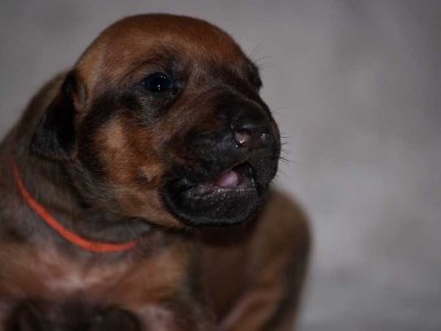 rust - black nose boy, ridgeless