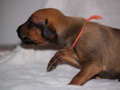 rust - black nose boy, ridgeless