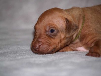 olive - liver boy