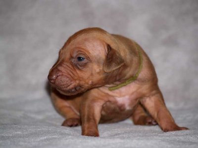 olive - liver boy