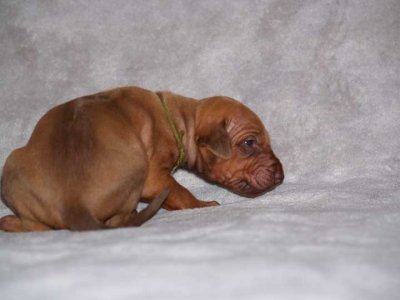 olive - liver boy