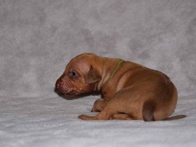 olive - liver boy