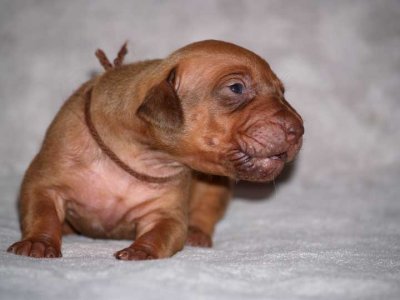 brown - liver boy