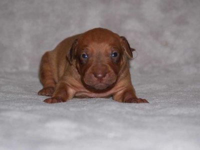 brown - liver boy