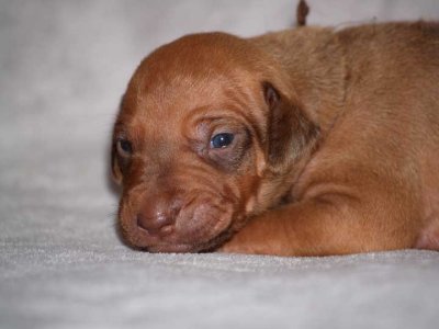 brown - liver boy