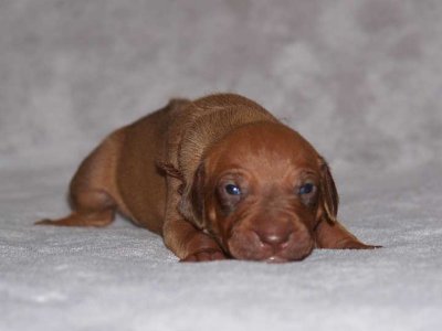 brown - liver boy
