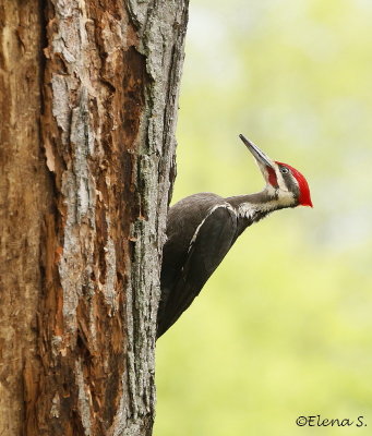 7153- Grand pic / Pileated Wooodpecker