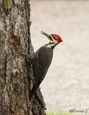 7211- Grand pic / Pileated Wooodpecker