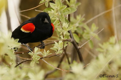 6500.Carouge  paulettes mle / Red-winged Blackbird male
