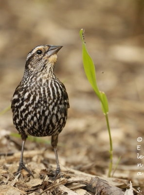 6526.Carouge  paulettes femelle / Red-winged Blackbird female