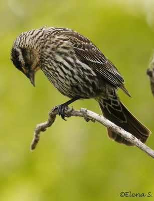 6655. Carouge  paulettes femelle / Red-winged Blackbird female 