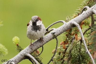 6675.Moineau domestique mle / House Sparrow male