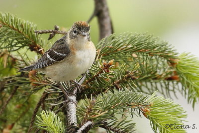 6749- Paruline  poitrine baie / Bay-breasted Warbler