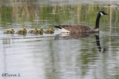 7095 - Bernache du Canada / Canada Goose