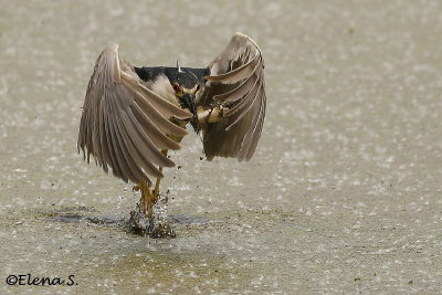 Bihoreau gris / Black-crowned Night-Heron