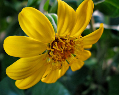 test flower_8x10_web.jpg