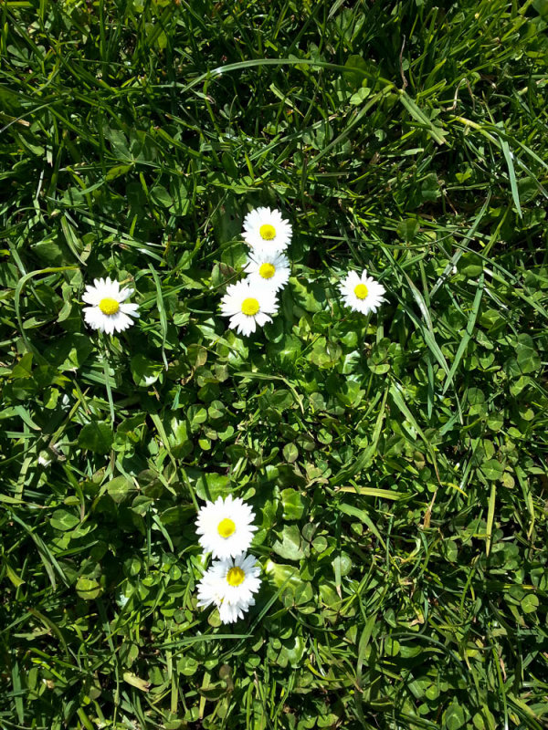 Daisy Cross-Rosary_Blessed Mother