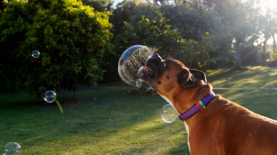 Harry chasing bubbles