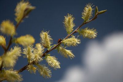 Bruce Smith - Seeds and Buds 2