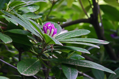 Tracy Hindle - Bud of Rhododendren