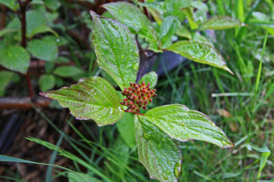 Tracy Hindle - Buds of Red Dogwood